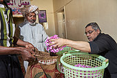 Roses weighing (Rosa damascena), Taif, Saudi Arabia