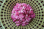 Pesée des roses (Rosa damascena), Taif, Arabie Saoudite