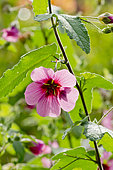 Anisodontea capensis 'El Rayo'