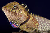 Portrait of Bell's angle head lizard (Gonocephalus bellii) on black background