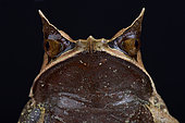 Portrait of Malayan horned frog (Megophrys nasuta) on black background