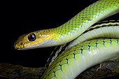 Portrait of Green rat snake (Ptyas nigromarginata) on black background