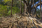 Indian Banyan, Hong Kong Island, China