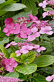 Hortensia 'Twilight' en fleur dans un jardin