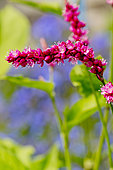 Persicaria orientale
