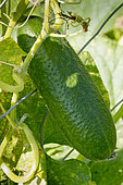 Cornichon de Paris