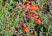 Zauschneria californica ssp. cana 'Glasnevin'