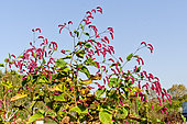 Persicaria orientale