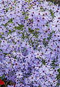 Aster cordifolius 'Cheftain'