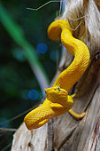Eyelash viper (Bothriechis schlegelii), Costa Rica