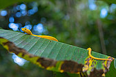 Eyelash viper (Bothriechis schlegelii) on a leaf, Costa Rica