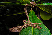 Blunt-headed treesnake (Imantodes cenchoa), Costa Rica