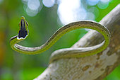 Brown vine snake (Oxybelis aeneus) on a branch, Costa Rica