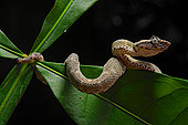 Eyelash viper (Bothriechis schlegelii), Costa Rica