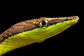 Portrait of Brown vine snake (Oxybelis aeneus) on black background, Costa Rica