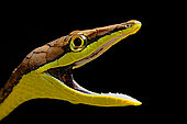 Portrait of Brown vine snake (Oxybelis aeneus) on black background, Costa Rica