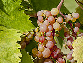 Vitis Vinifera 'Madame Jean Mathiaz'