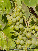 Vitis Vinifera 'Muscat Blanc'