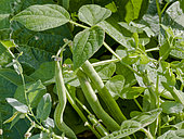Haricot maxi nain 'Filet Bio'