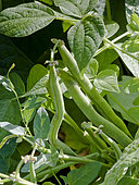 Haricot maxi nain 'Filet Bio'
