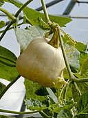 Cucurbita moschata 'Butternut'