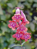 Penstemon 'Windsor Red' in bloom in a garden