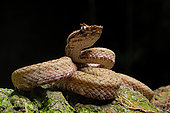 Eyelash viper (Bothriechis schlegelii) on black background, Costa Rica