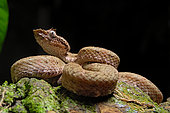 Eyelash viper (Bothriechis schlegelii) on black background, Costa Rica