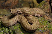Eyelash viper (Bothriechis schlegelii), Costa Rica