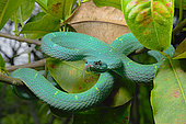 Side Striped Palm Pitviper (Bothriechis lateralis), Costa Rica
