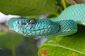 Portrait of Side Striped Palm Pitviper (Bothriechis lateralis), Costa Rica