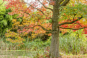Sweetgum, Liquidambar styraciflua 'Festival', Broadleaf cattail, Typha latifolia, Jardin aquatique, Arboretum de l'Ecole du Breuil, Paris, France