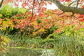 Liquidambar styraciflua 'Festival', Typha latifolia, Jardin aquatique, Arboretum de l'Ecole du Breuil, Paris, France