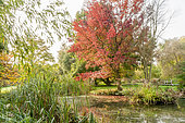 Liquidambar styraciflua 'Festival', Typha latifolia, Jardin aquatique, Arboretum de l'Ecole du Breuil, Paris, France