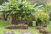 Japanese banana (Musa basjoo) and Indian shot (Canna indica) protected from frost with dead leaves