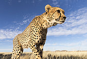 Cheetah (Acinonyx jubatus) walking, Private reserve, South Africa