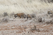 Bengal Tiger (Panthera tigris tigris) babies 3 months old, Private reserve, South Africa