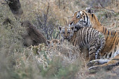 Bengal Tiger (Panthera tigris tigris) mother resting with babies, Private reserve, South Africa
