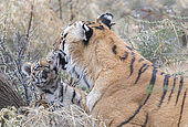Bengal Tiger (Panthera tigris tigris) mother resting with babies, Private reserve, South Africa
