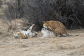 Bengal Tiger (Panthera tigris tigris) two normal (males) and one white (female) in rutting period, one of the males is the white tigress's son and she refuses to mate with him as he tries desperately to win her favors, Private reserve, South Africa