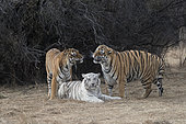 Bengal Tiger (Panthera tigris tigris) two normal (males) and one white (female) in rutting period, one of the males is the white tigress's son and she refuses to mate with him as he tries desperately to win her favors, Private reserve, South Africa