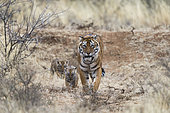 Bengal Tiger (Panthera tigris tigris) mother walking with babies, Private reserve, South Africa