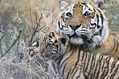 Portrait of Bengal Tiger (Panthera tigris tigris) mother resting with babies, Private reserve, South Africa