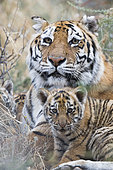 Portrait of Bengal Tiger (Panthera tigris tigris) mother resting with babies, Private reserve, South Africa