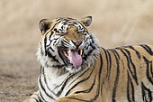Portrait of Bengal Tiger (Panthera tigris tigris) flehmen, Private reserve, South Africa