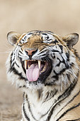 Portrait of Bengal Tiger (Panthera tigris tigris) flehmen, Private reserve, South Africa