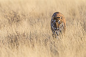 Bengal Tiger (Panthera tigris tigris) female adult walking, Private reserve, South Africa
