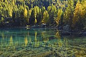 Lärchenwald, Larch Forest reflected in the Lago di Saoseo Lake, Val di Campo, Canton of Grisons, Switzerland, Europe