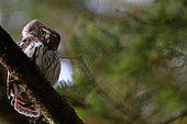 Pygmy Owl (Glaucidium passerinum) on a branch. Old Vosges forest. La Bresse, Vosges, France