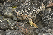 Ermine (Mustela erminea) in the rocks, Bear Archipelago, East Coast Greenland